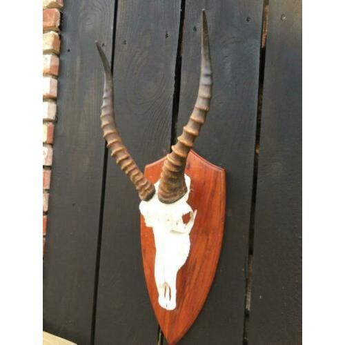 Blesbok,Afrika,hoorns,geweien, gewei,schedel