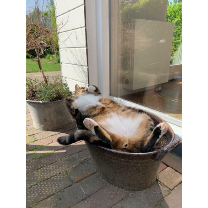 Kater zoekt lieve mensen