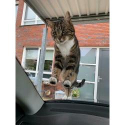 Kater zoekt lieve mensen