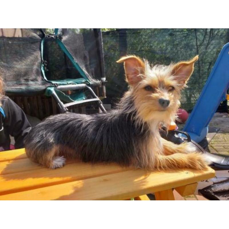 Kruising Chihuahua/Yorkshire Terriër