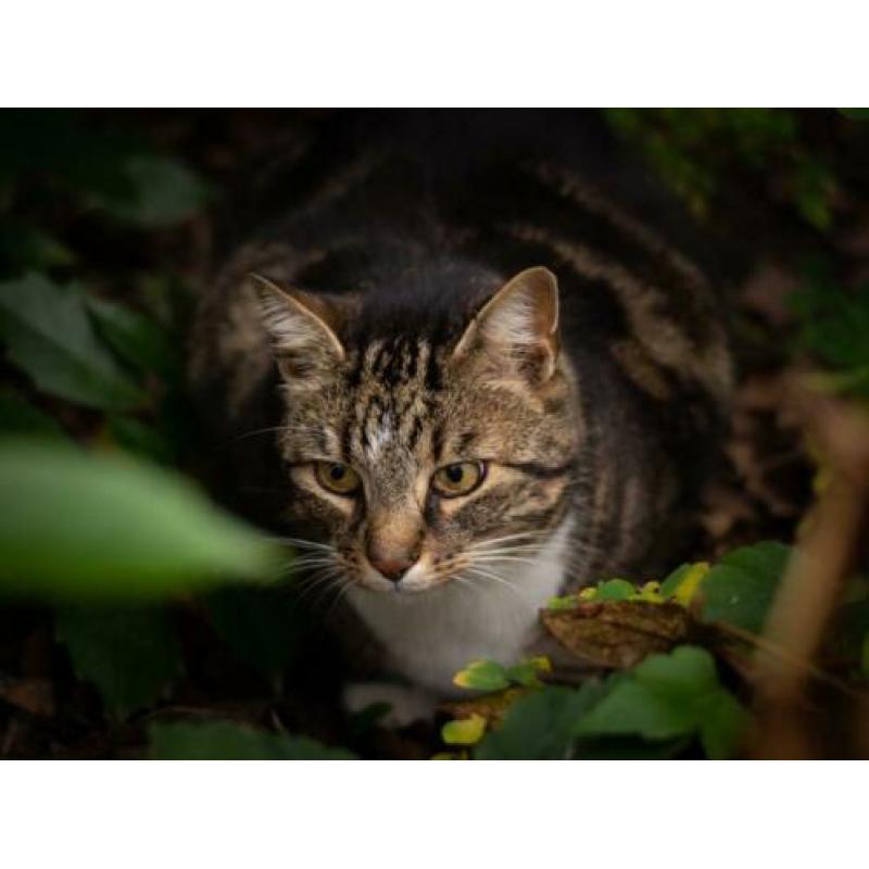Kater zoekt lieve mensen