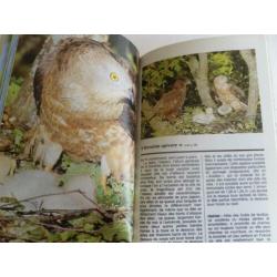 Franse gids roofvogels en uilen , RAPACES diurnes et nocturn