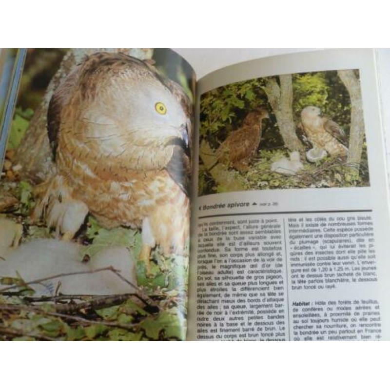 Franse gids roofvogels en uilen , RAPACES diurnes et nocturn