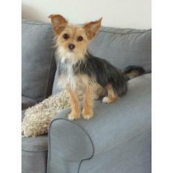 Kruising Chihuahua/Yorkshire Terriër
