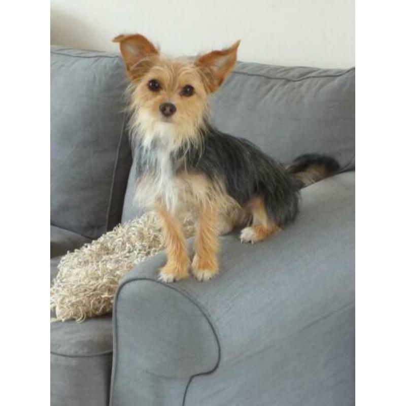 Kruising Chihuahua/Yorkshire Terriër