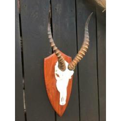 Blesbok,Afrika,hoorns,geweien, gewei,schedel