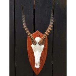 Blesbok,Afrika,hoorns,geweien, gewei,schedel