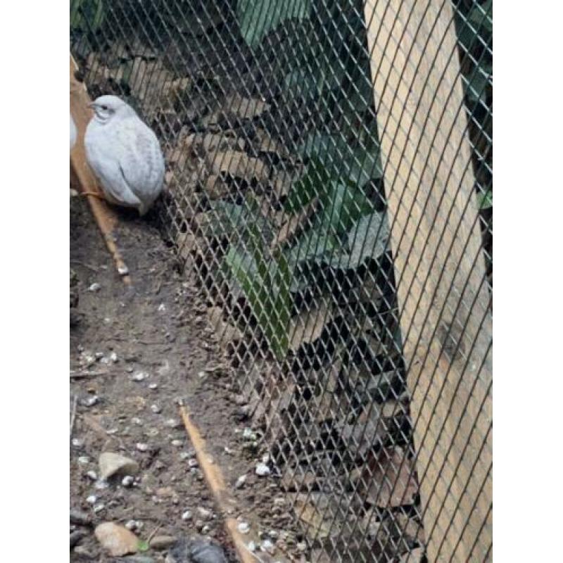 Chinese dwerg kwartels 1 haan 3 hen