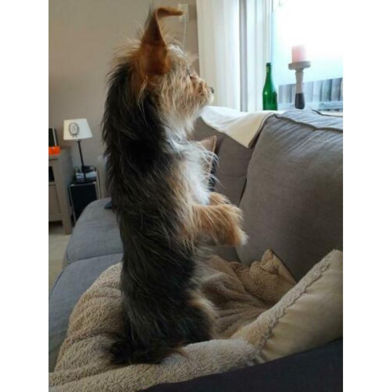 Kruising Chihuahua/Yorkshire Terriër