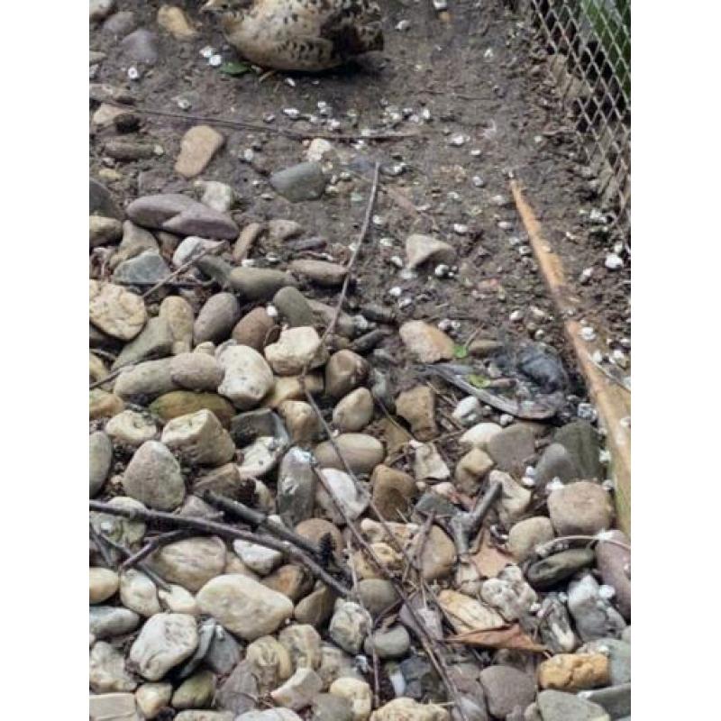 Chinese dwerg kwartels 1 haan 3 hen
