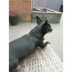 Chihuahua reutje