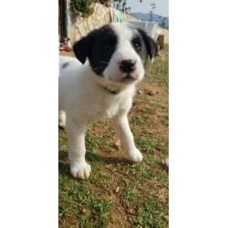 Pup Star??
