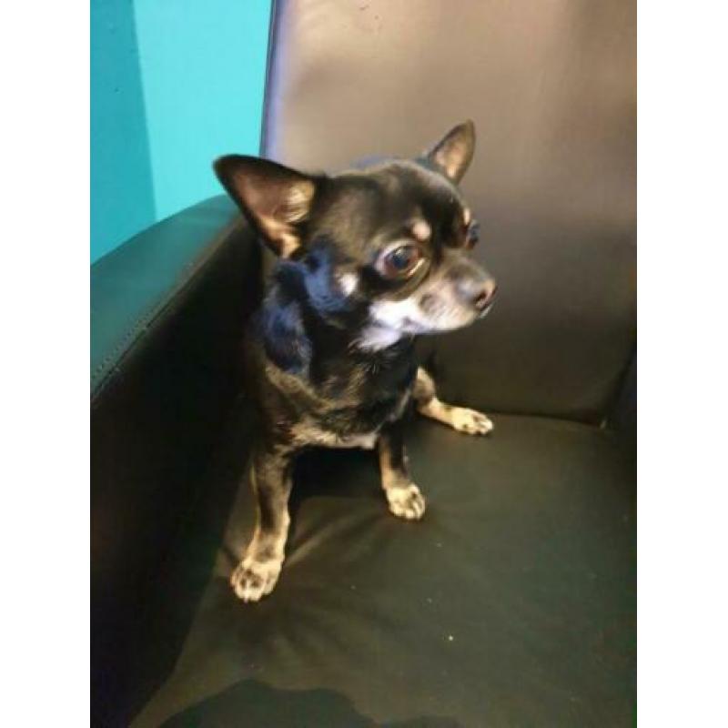Chihuahua reutje