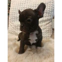 Mooien france bulldog pups