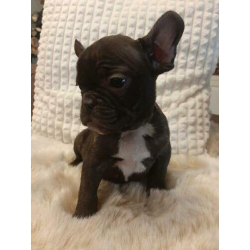 Mooien france bulldog pups