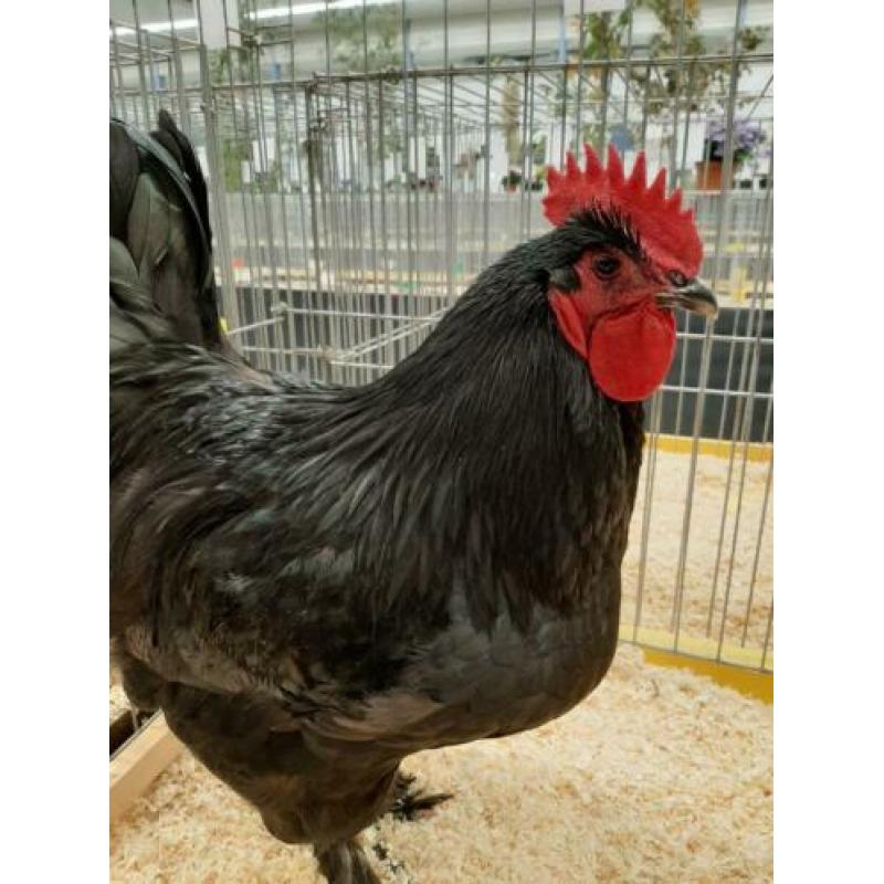 Broedeieren zeer zeldzaam ras Croad Langshan