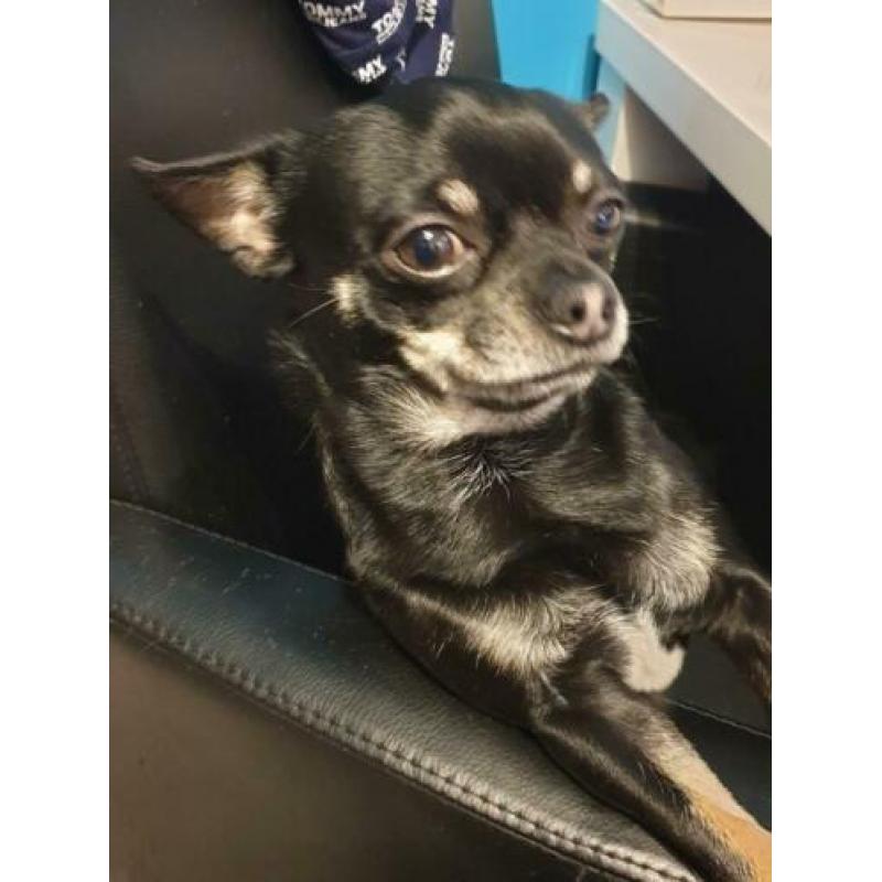 Chihuahua reutje