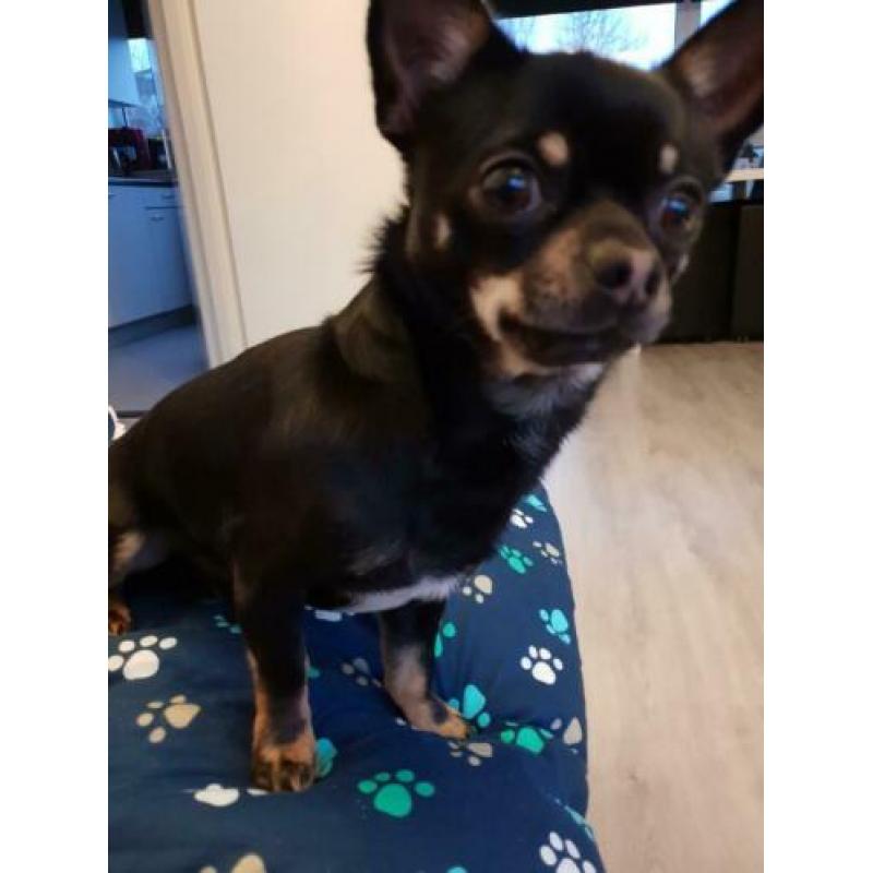 Chihuahua reutje