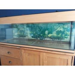 Aquarium 1,40m 250L