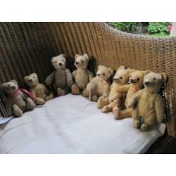 diverse steiff beren