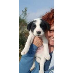 Pup Star??