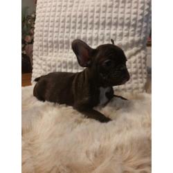 Mooien france bulldog pups