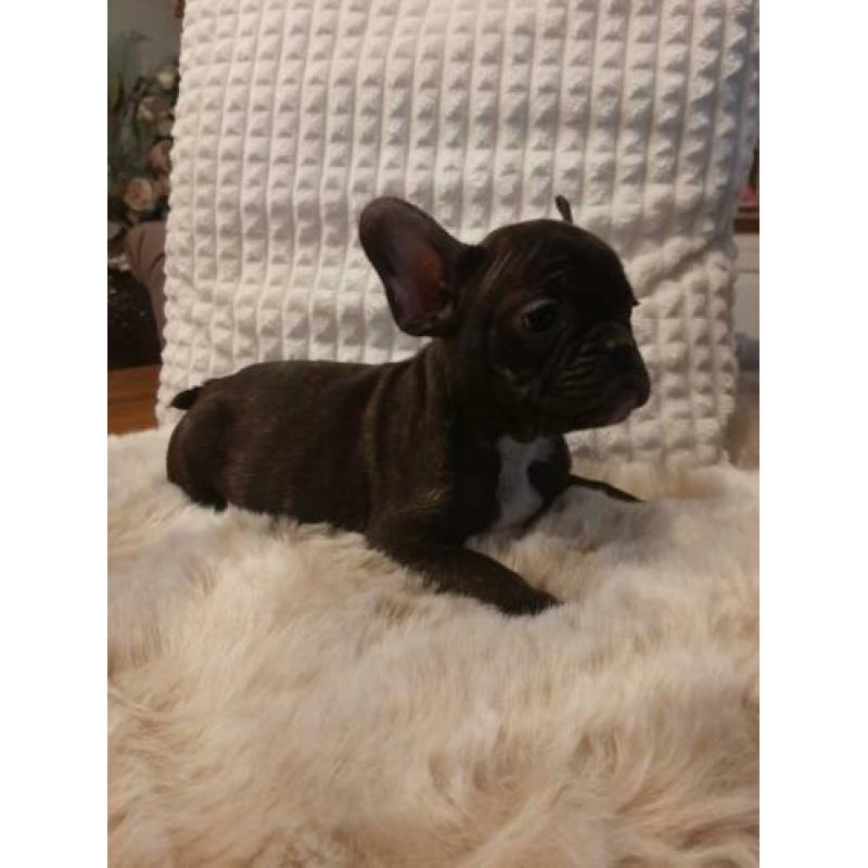 Mooien france bulldog pups