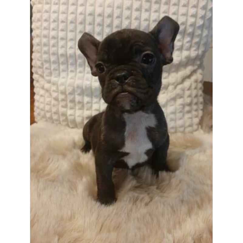 Mooien france bulldog pups