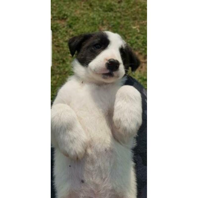 Pup Star??