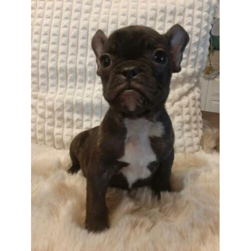 Mooien france bulldog pups