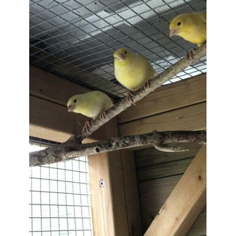 Waterslagers te koop