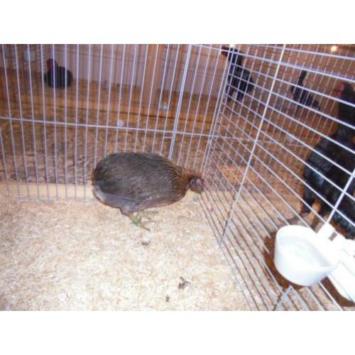 araucana wild-,patrijs- groot ;krieltarwe en blauwtarwe