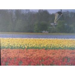 Te Koop: prent van tulpenvelden Keukenhof en molen