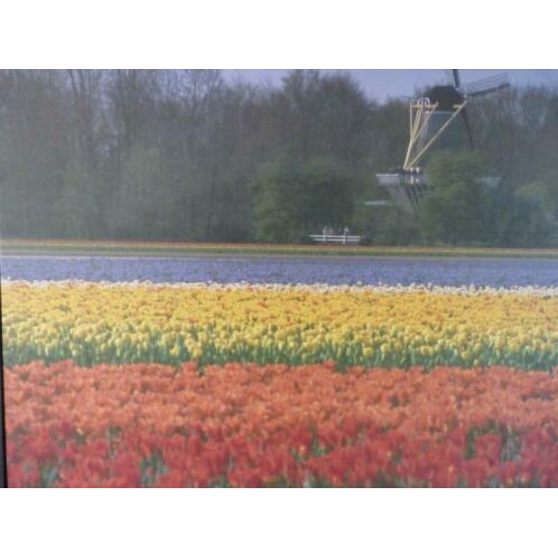 Te Koop: prent van tulpenvelden Keukenhof en molen