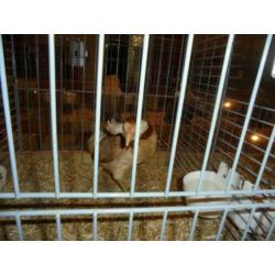 araucana wild-,patrijs- groot ;krieltarwe en blauwtarwe