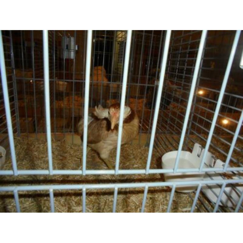 araucana wild-,patrijs- groot ;krieltarwe en blauwtarwe