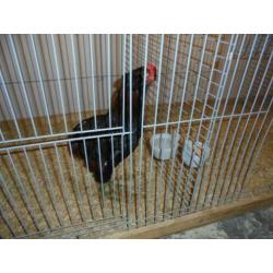 araucana wild-,patrijs- groot ;krieltarwe en blauwtarwe