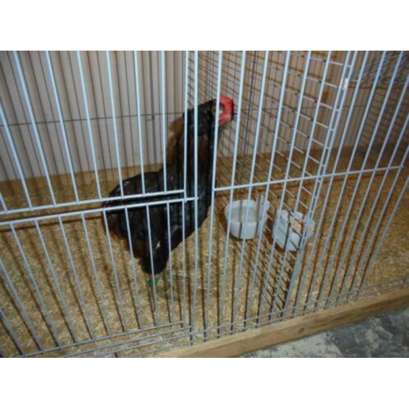 araucana wild-,patrijs- groot ;krieltarwe en blauwtarwe