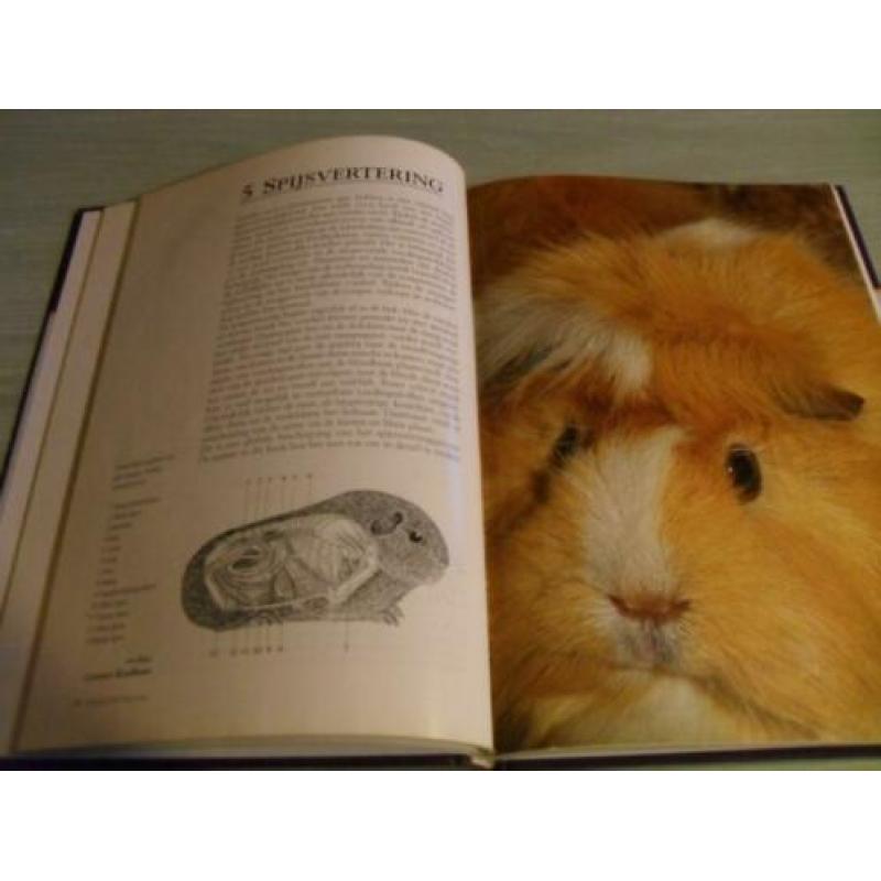 CAVIA ‘S – Aanschaf, Verzorging, Voeding, Fokken Voor iedere