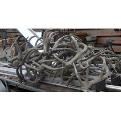 Geweien / 2 stuks