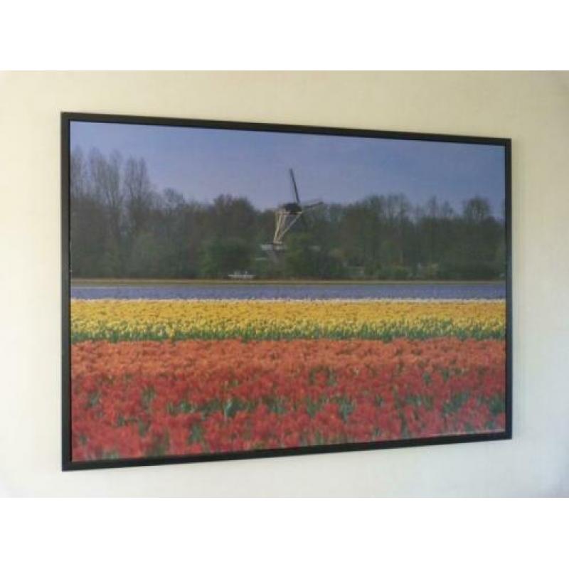 Te Koop: prent van tulpenvelden Keukenhof en molen