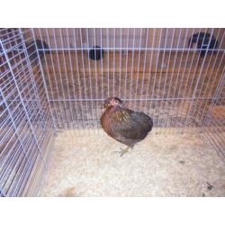 araucana wild-,patrijs- groot ;krieltarwe en blauwtarwe