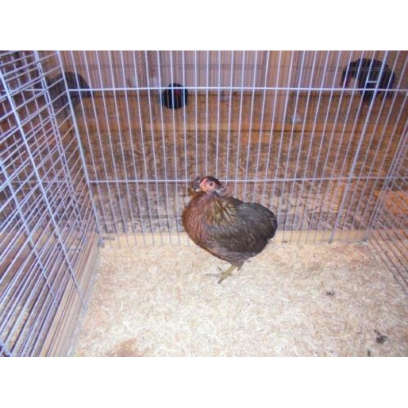 araucana wild-,patrijs- groot ;krieltarwe en blauwtarwe