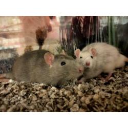 Jonge ratten