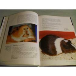 CAVIA ‘S – Aanschaf, Verzorging, Voeding, Fokken Voor iedere