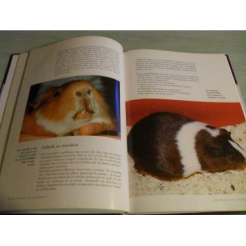 CAVIA ‘S – Aanschaf, Verzorging, Voeding, Fokken Voor iedere