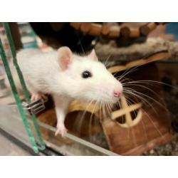 Jonge ratten