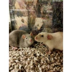 Jonge ratten