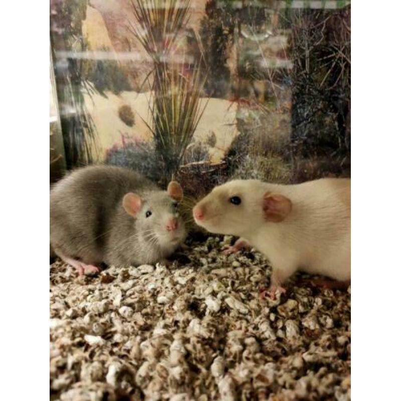 Jonge ratten