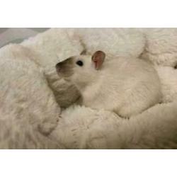 Jonge ratten
